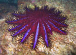 Acanthaster_planci