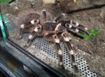 Acanthoscurria_geniculata