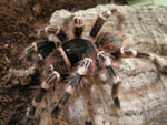 Acanthoscurria_gomesiana