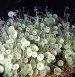 Acetabularia_peniculus