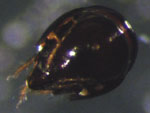 Achipteria_coleoptrata