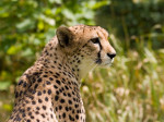 Acinonyx_jubatus