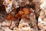 Acromyrmex_echinatior