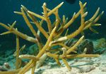 Acropora_cervicornis