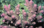 Acropora_digitifera