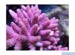 Acropora_hyacinthus