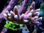 Acropora_millepora