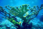 Acropora_palmata