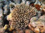 Acropora_tenuis