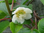 Actinidia_chinensis