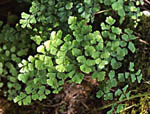 Adiantum_capillus_veneris