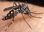 Aedes_aegypti