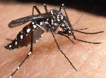 Aedes_aegypti_str__LVP_AGWG