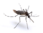 Aedes_albopictus