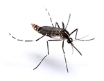 Aedes_albopictus_isolate_C6_36