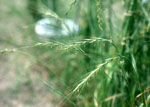 Aegilops_speltoides