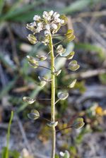 Aethionema_carneum