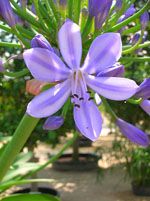 Agapanthus_praecox_subsp__orientalis