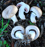 Agaricus_bisporus_var__bisporus