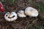 Agaricus_bisporus_var__burnettii_JB137_S8