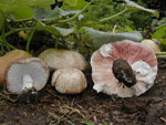 Agaricus_subrufescens