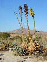 Agave_deserti