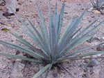 Agave_tequilana