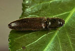 Agriotes_lineatus