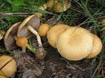 Agrocybe_pediades_AH_40210