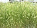 Agropyron_cristatum