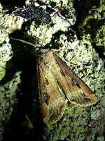 Agrotis_ipsilon