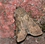 Agrotis_segetum