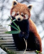 Ailurus_fulgens_styani