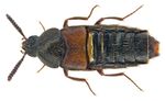 Aleochara_curtula