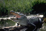 Alligator_mississippiensis