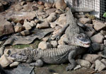 Alligator_sinensis