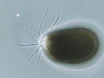 Allogromia_laticollaris