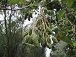 Alnus_glutinosa