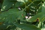 Alternaria_solani_HWC_168_2012p