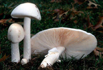 Amanita_bisporigera