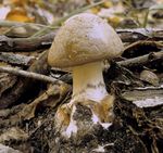 Amanita_brunnescens_Koide_BX004