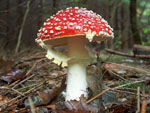 Amanita_muscaria