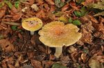 Amanita_muscaria_var__guessowii_Koide_BX008