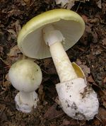 Amanita_phalloides_Alameda01