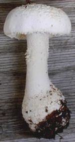 Amanita_polypyramis_BW_CC