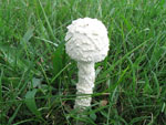 Amanita_thiersii_Skay4041