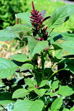 Amaranthus_hypochondriacus_cultivar_Plainsman