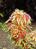 Amaranthus_tricolor