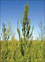 Amaranthus_tuberculatus