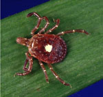 Amblyomma_americanum